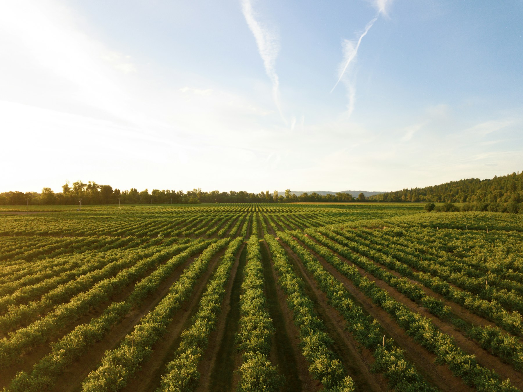 Evening sun over orchard rows in the Yakima Valley